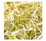 Seeds germinate - Alfalfa - Roquette